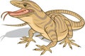 Carnivorous reptile gray monitor lizard. Royalty Free Stock Photo